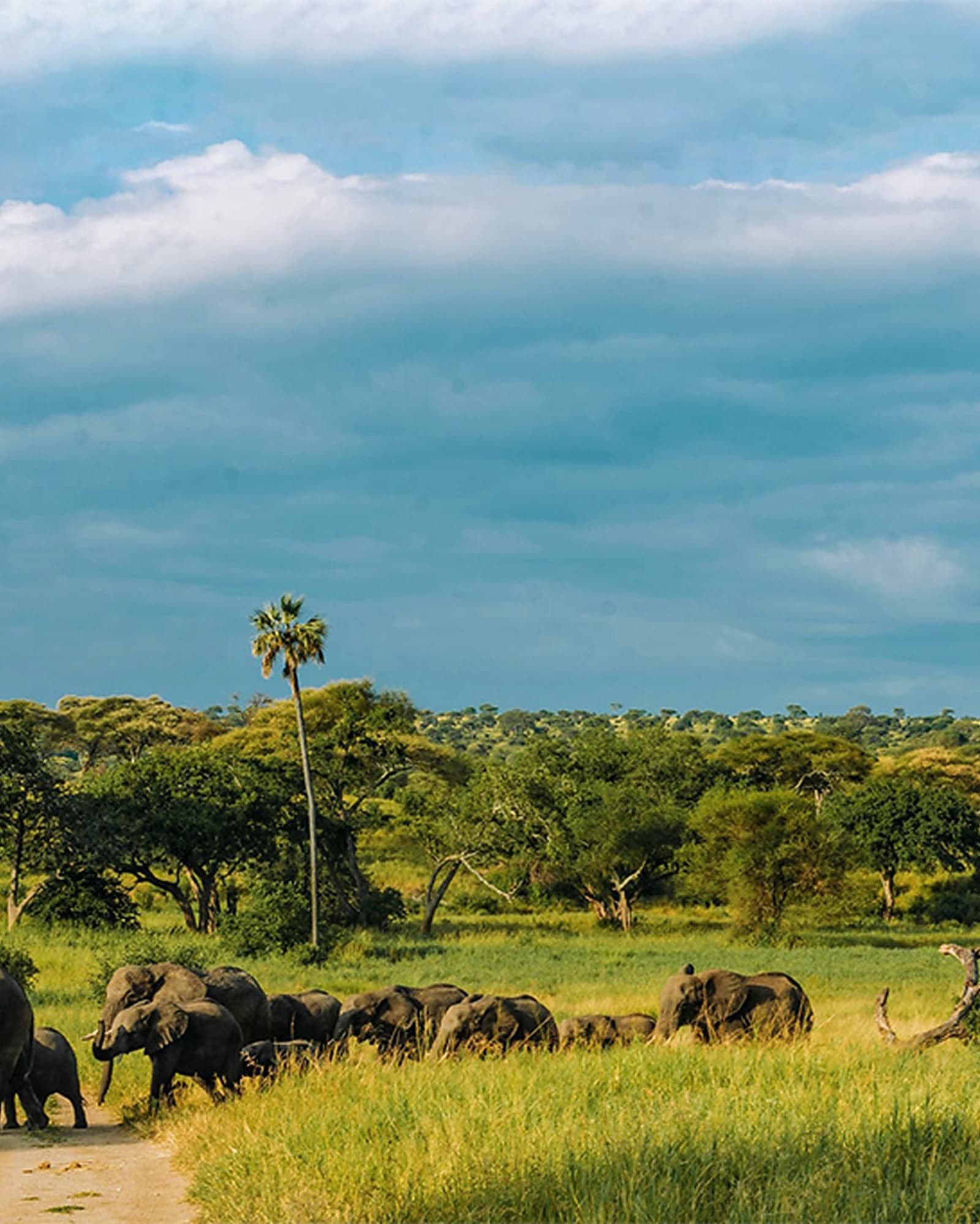 A safari landscape in northern Tanzania